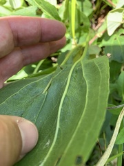 Echinacea laevigata