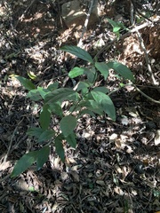 Cryptocarya triplinervis