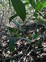 Cryptocarya triplinervis