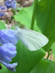 Pieris virginiensis
