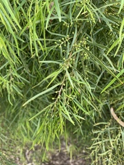 Acacia cognata