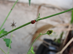 Alagoasa bipunctata perennis