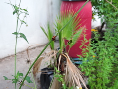 Alagoasa bipunctata perennis