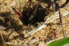 Tetramorium sericeiventre