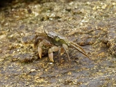 Parasesarma