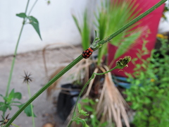 Alagoasa bipunctata perennis