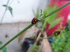 Alagoasa bipunctata perennis