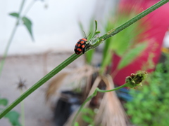 Alagoasa bipunctata perennis