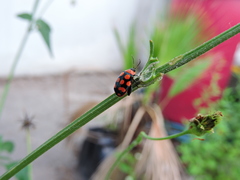 Alagoasa bipunctata perennis