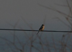 Lanius sphenocercus