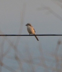 Lanius sphenocercus
