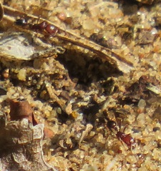 Tetramorium sericeiventre