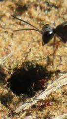 Tetramorium sericeiventre