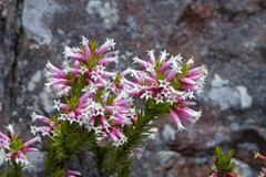 Epacris calvertiana