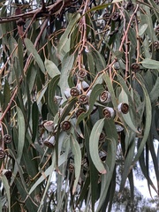 Eucalyptus globulus globulus