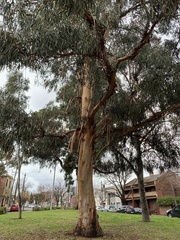 Eucalyptus globulus globulus