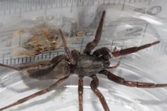 Lampona cylindrata