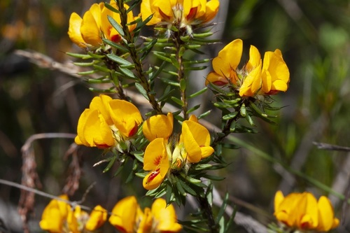 bearded bush-pea (Pultenaea aristata) · iNaturalist