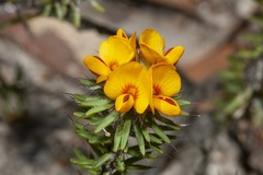 Pultenaea aristata