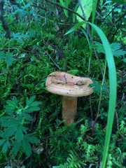 Lactarius salmonicolor