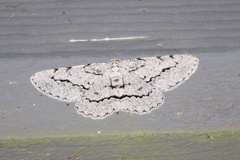 Stenoporpia pulmonaria