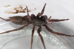 Lampona cylindrata