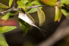 Asmicridea edwardsii