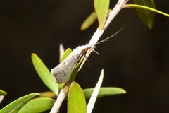 Asmicridea edwardsii