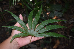 Lygodium longifolium