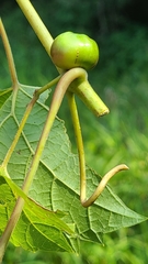 Ampelomyia vitispomum