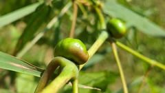 Ampelomyia vitispomum