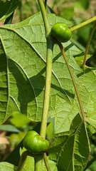 Ampelomyia vitispomum