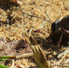 Tetramorium sericeiventre