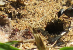 Tetramorium sericeiventre