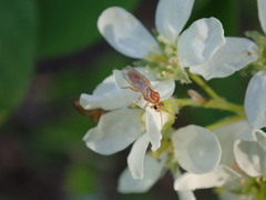 Hoplocampa