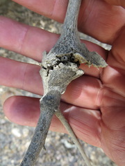 Dryocosmus asymmetricus