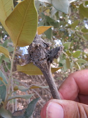 Dryocosmus asymmetricus