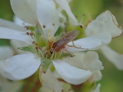 Hoplocampa