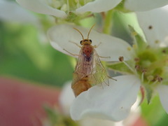 Hoplocampa