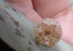 Andricus coquilletti