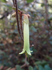 Correa reflexa lobata