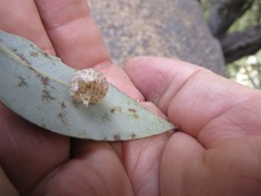 Andricus coquilletti