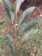 Eucalyptus botryoides