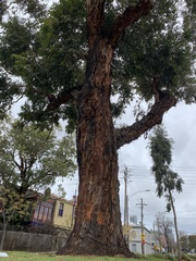 Eucalyptus botryoides