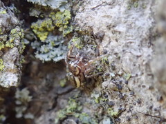 Pelegrina flavipes