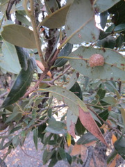 Andricus coquilletti