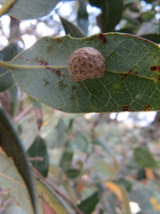Andricus coquilletti