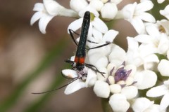 Oroderes humeralis