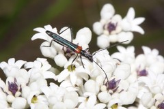 Oroderes humeralis