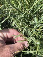 Cerastium beeringianum